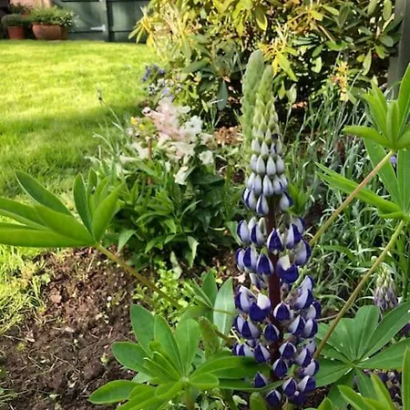 Idyllic West Of Ireland Hideaway Prázdninový dům