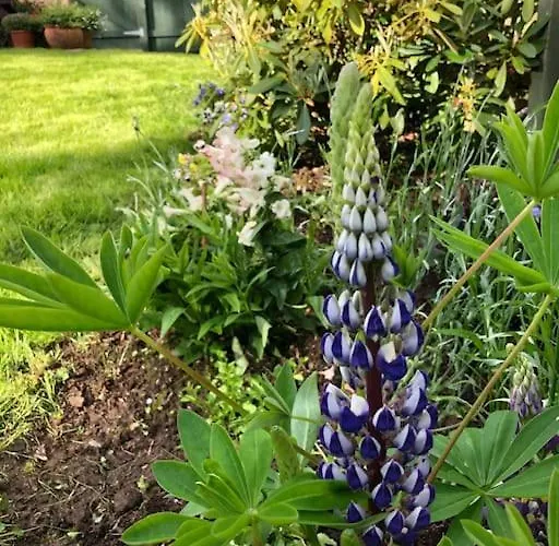 Idyllic West Of Ireland Hideaway 別荘